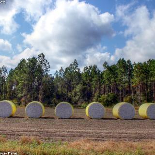 Wattenschijfjes 100 stuks